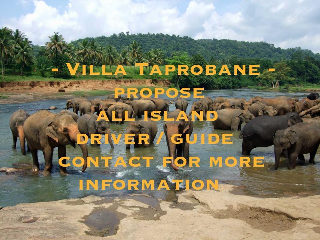 نيجومبو Villa Taprobane المظهر الخارجي الصورة